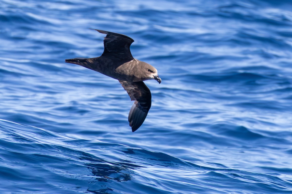 Gray-faced Petrel - ML641838551
