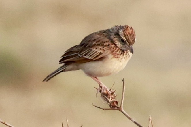 Rufous-naped Lark - ML641838557