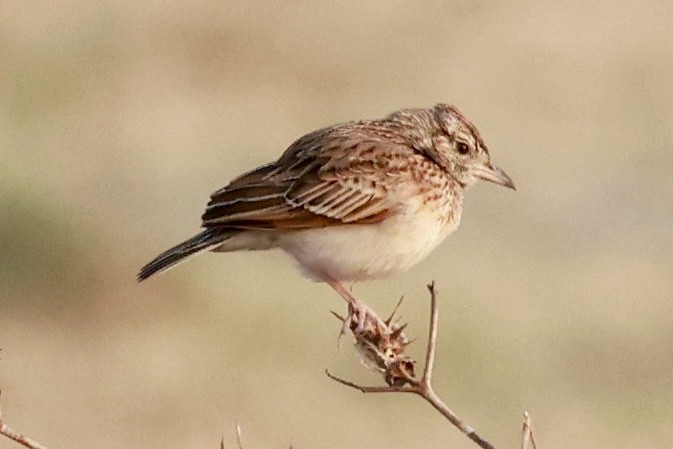 Rufous-naped Lark - ML641838558