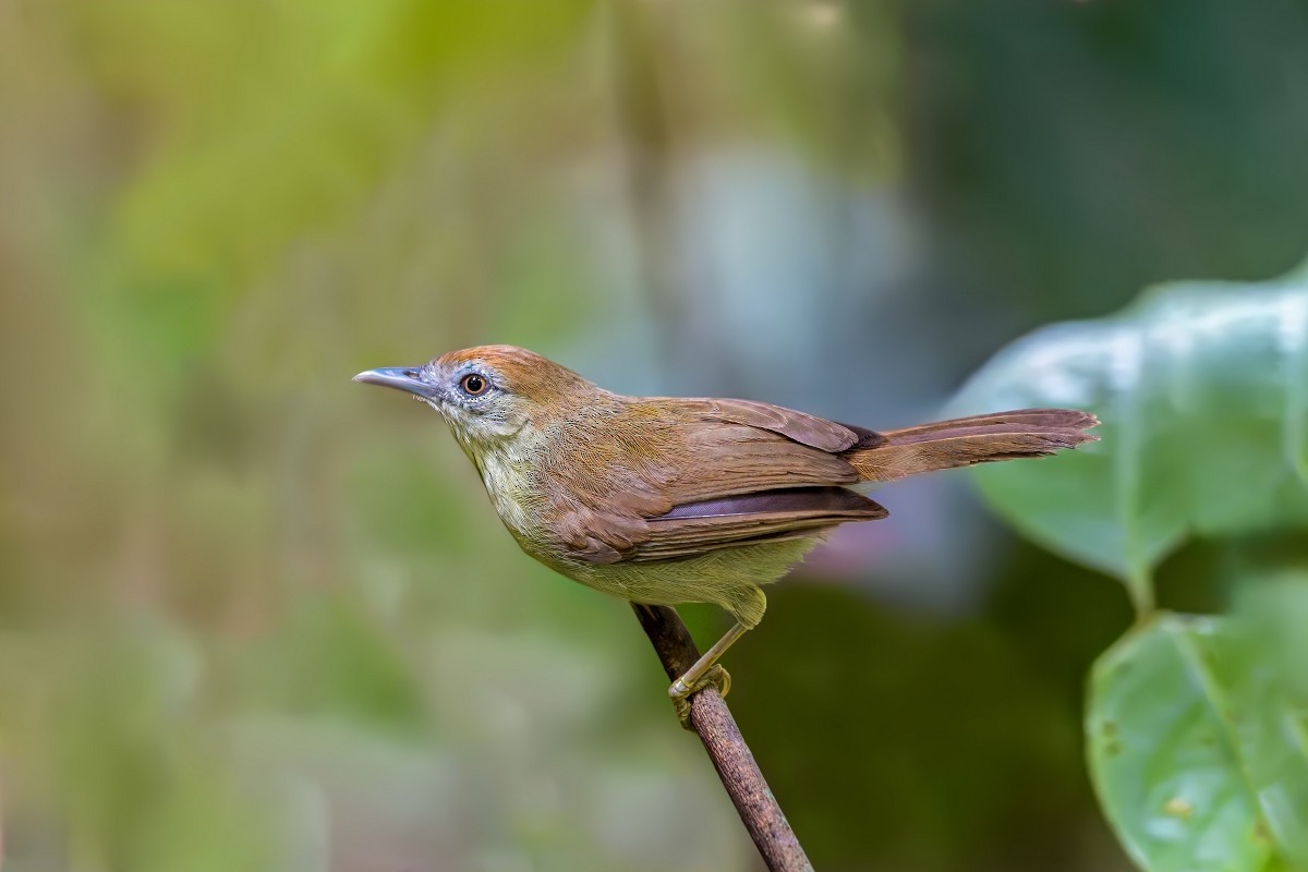 Gray-faced Tit-Babbler - ML641838562