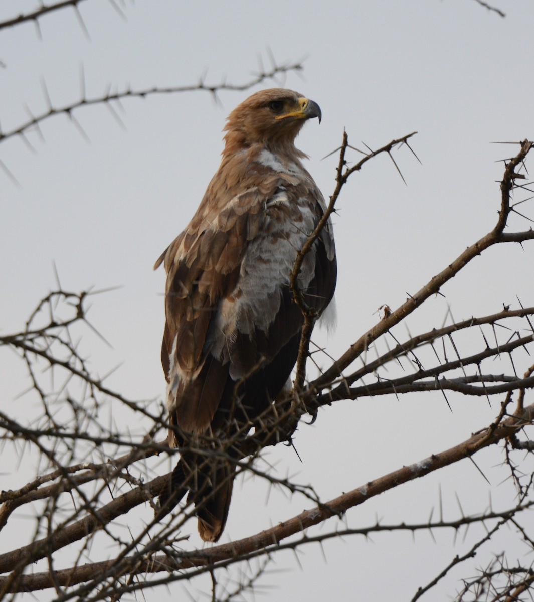 eagle sp. - ML641838566