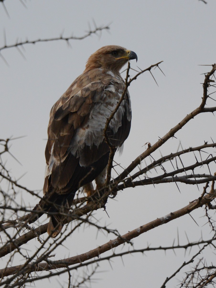 eagle sp. - ML641838567