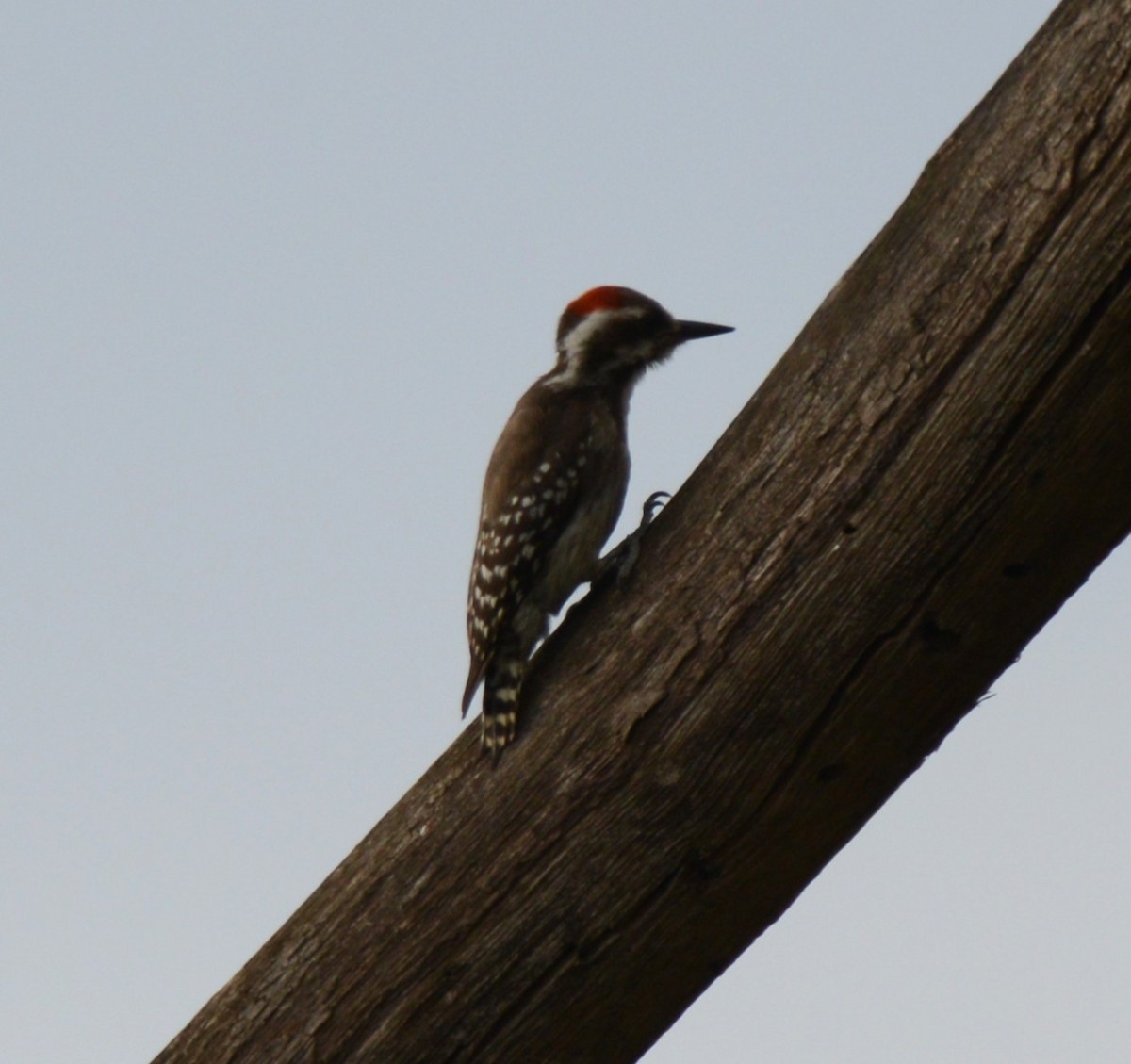 Brown-backed Woodpecker - ML641838571