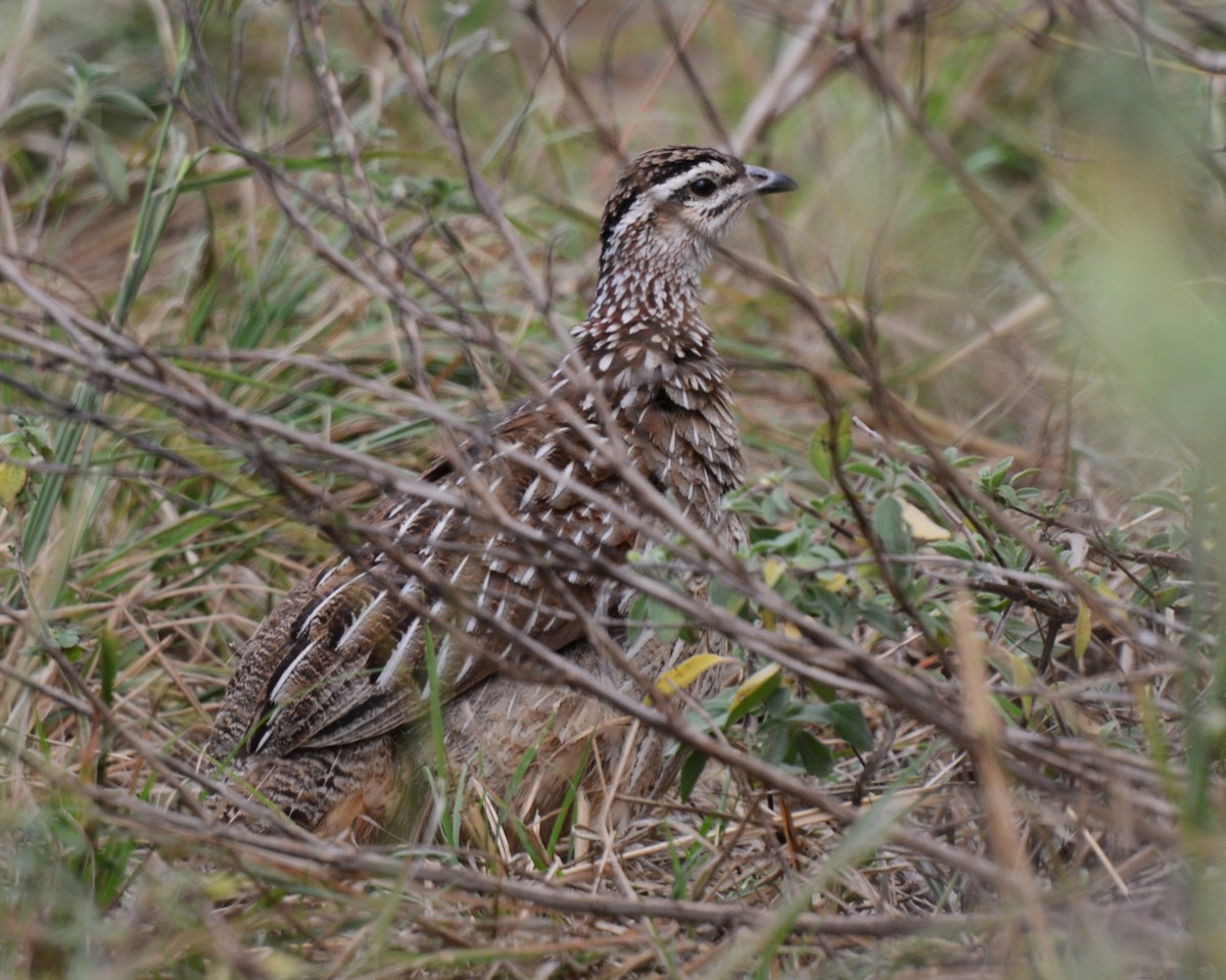 Crested Francolin - ML641838576