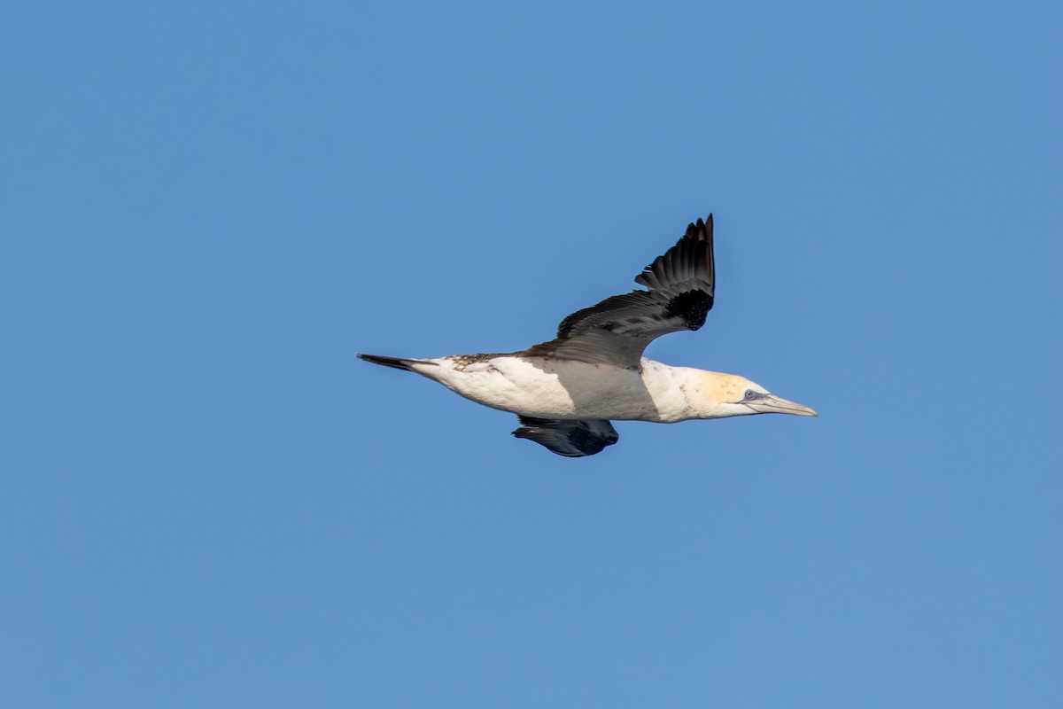 Australasian Gannet - ML641838577
