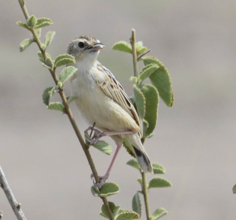 Desert Cisticola - ML641838586