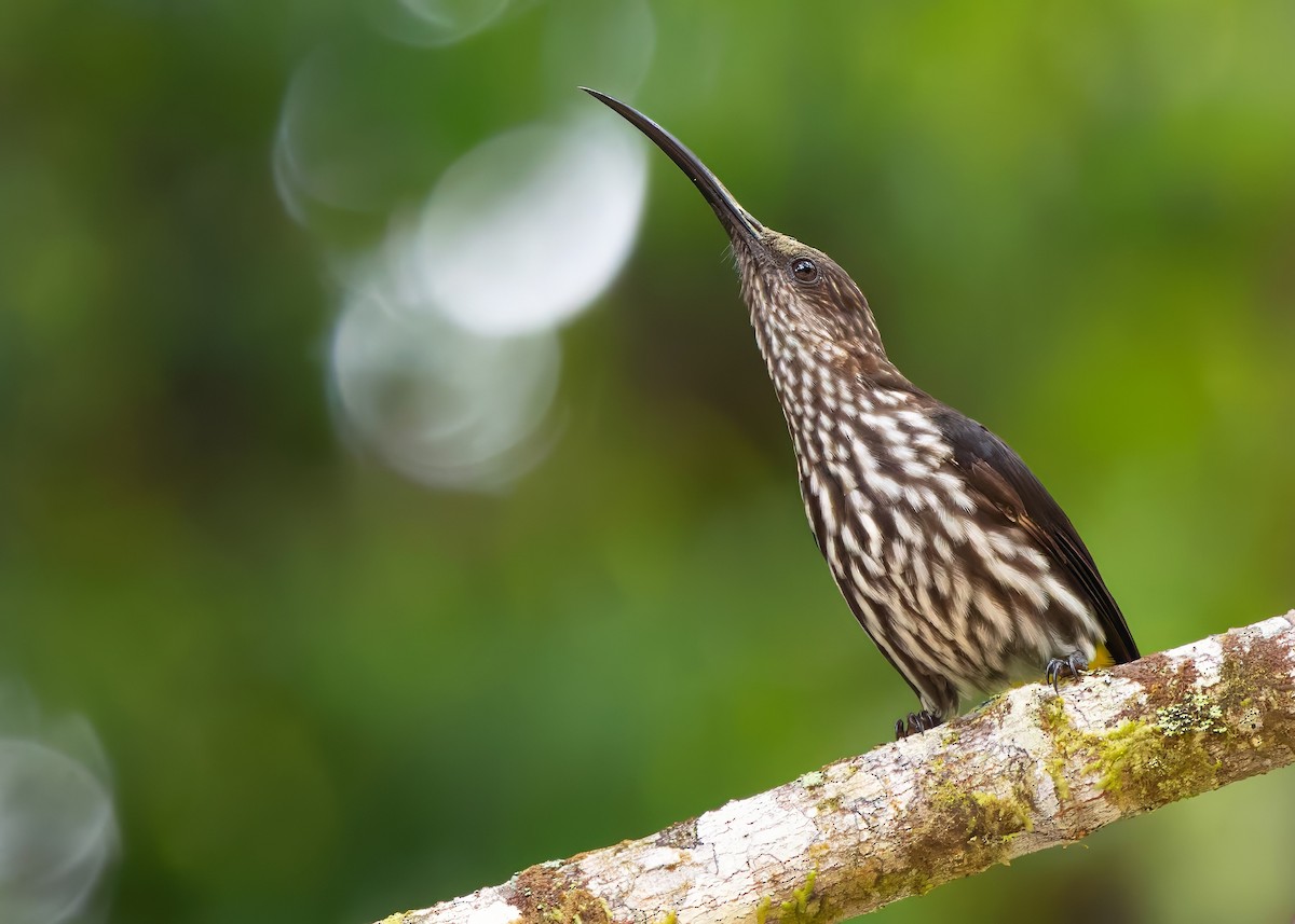 Whitehead's Spiderhunter - ML641838595