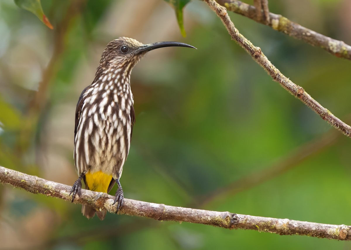 Whitehead's Spiderhunter - ML641838596