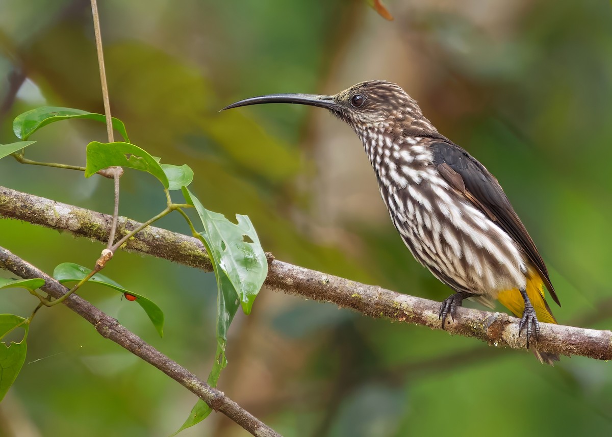 Whitehead's Spiderhunter - ML641838597