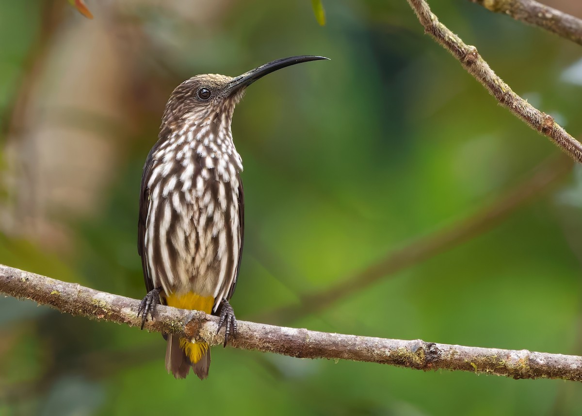Whitehead's Spiderhunter - ML641838598