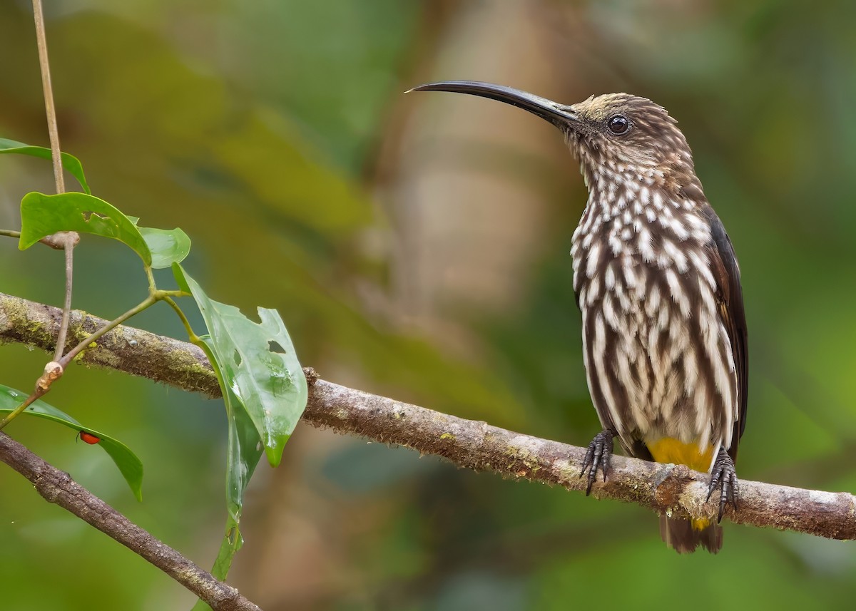 Whitehead's Spiderhunter - ML641838599