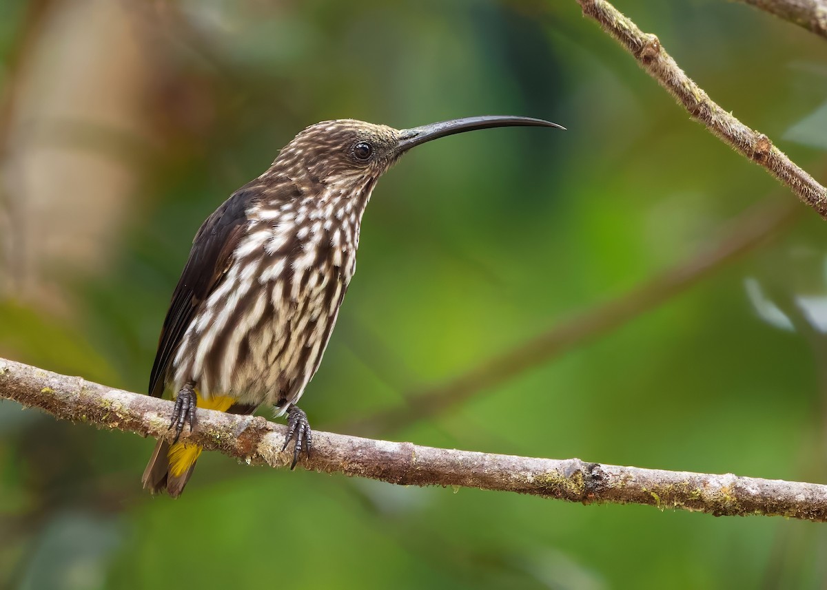 Whitehead's Spiderhunter - ML641838600