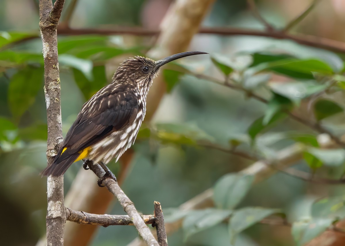 Whitehead's Spiderhunter - ML641838601