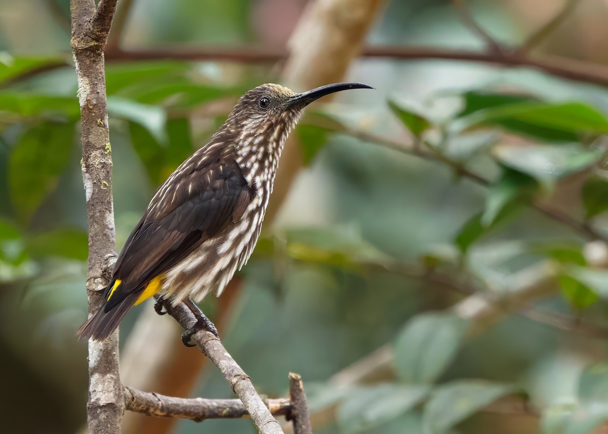 Whitehead's Spiderhunter - ML641838602