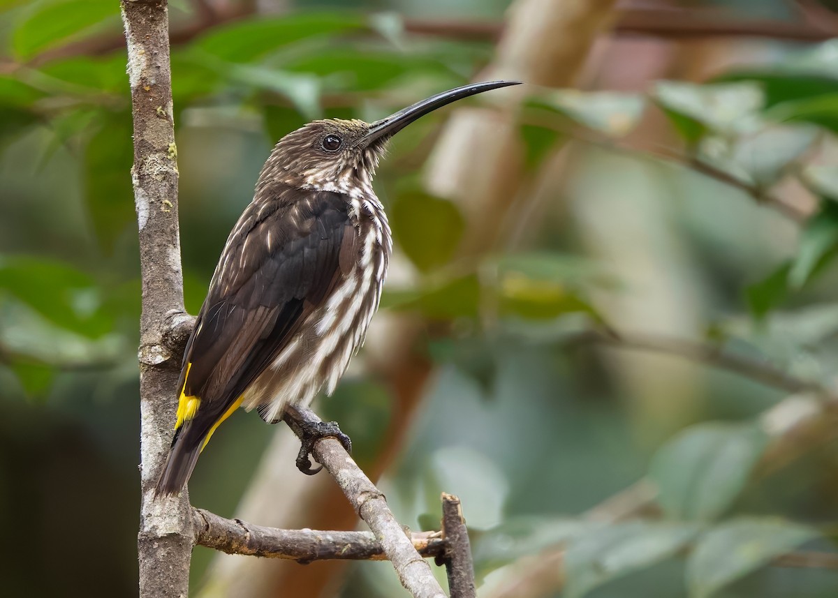 Whitehead's Spiderhunter - ML641838603