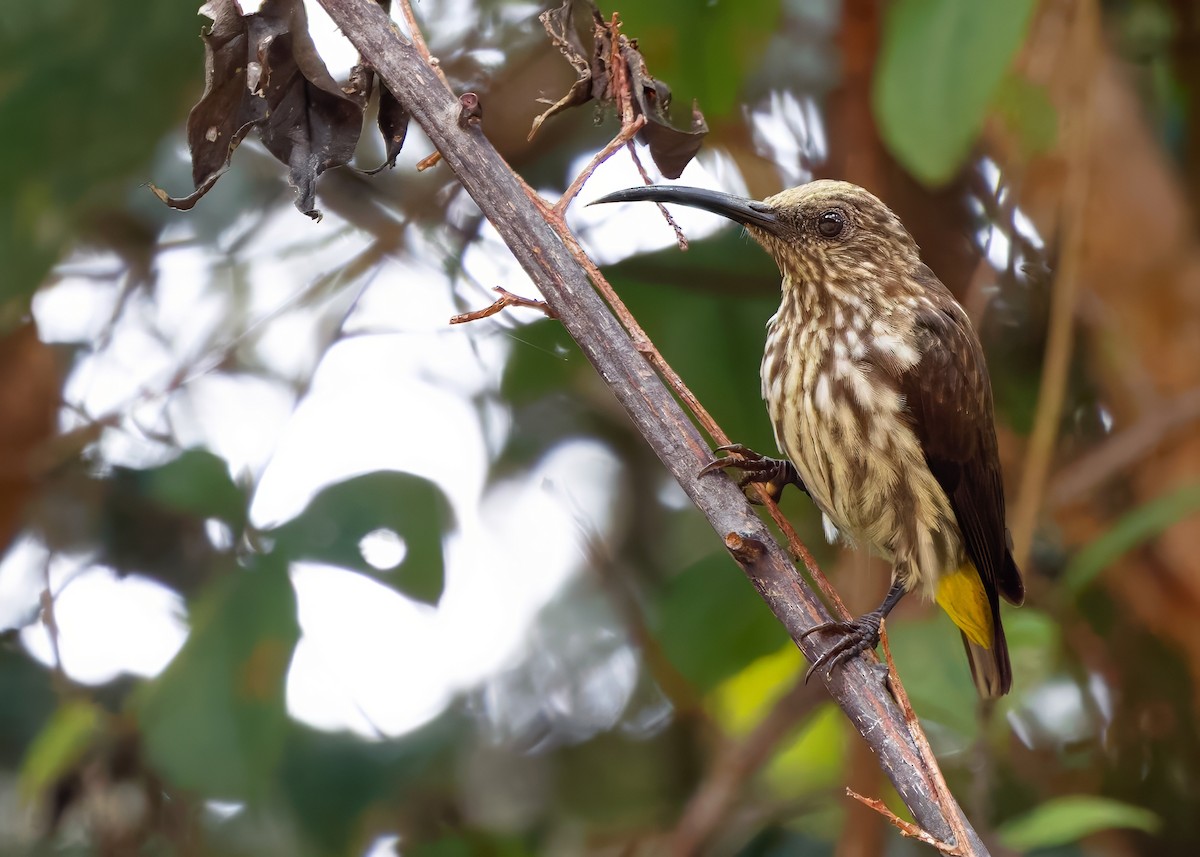 Whitehead's Spiderhunter - ML641838604