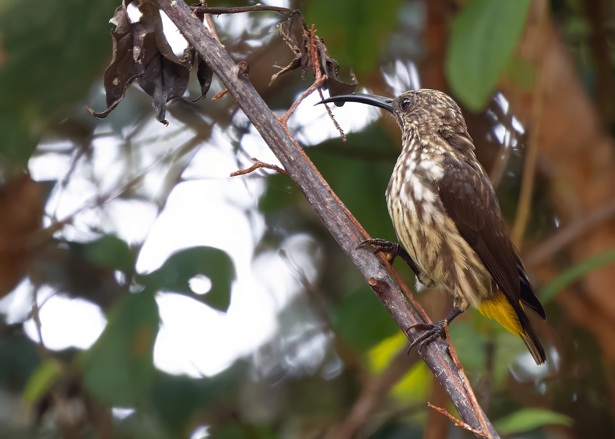 Whitehead's Spiderhunter - ML641838605