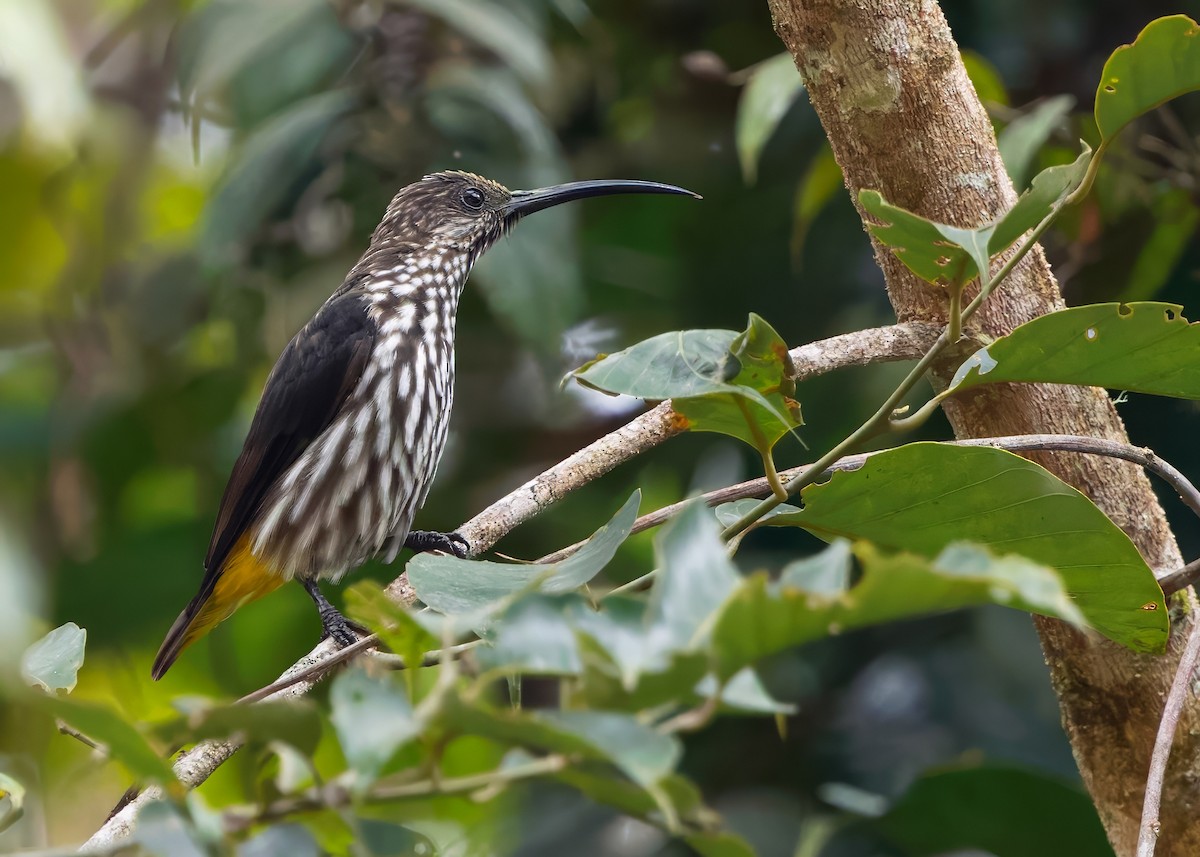 Whitehead's Spiderhunter - ML641838606