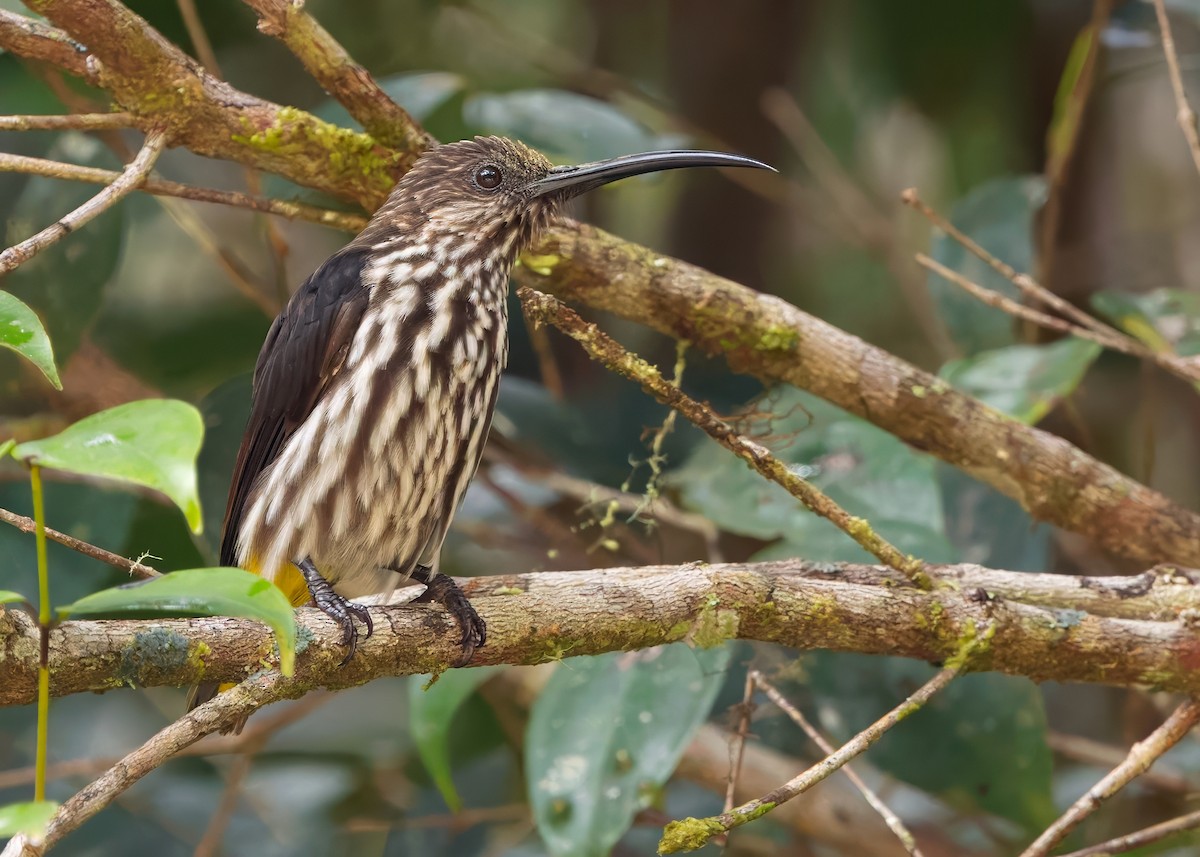 Whitehead's Spiderhunter - ML641838607