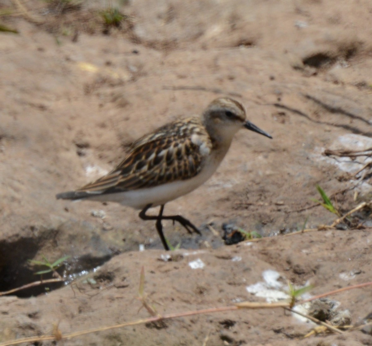 Little Stint - ML641838608
