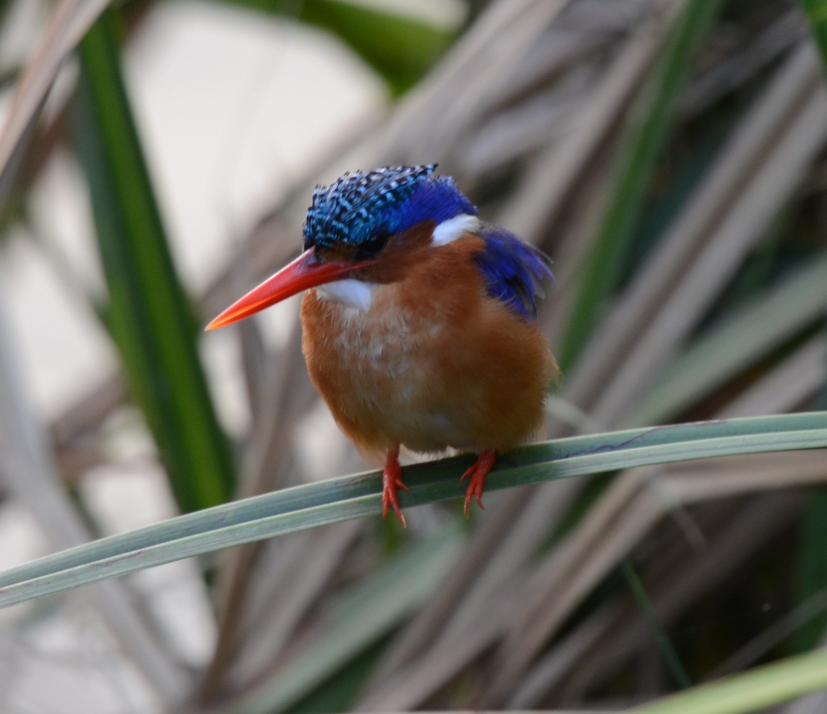Malachite Kingfisher - ML641838611