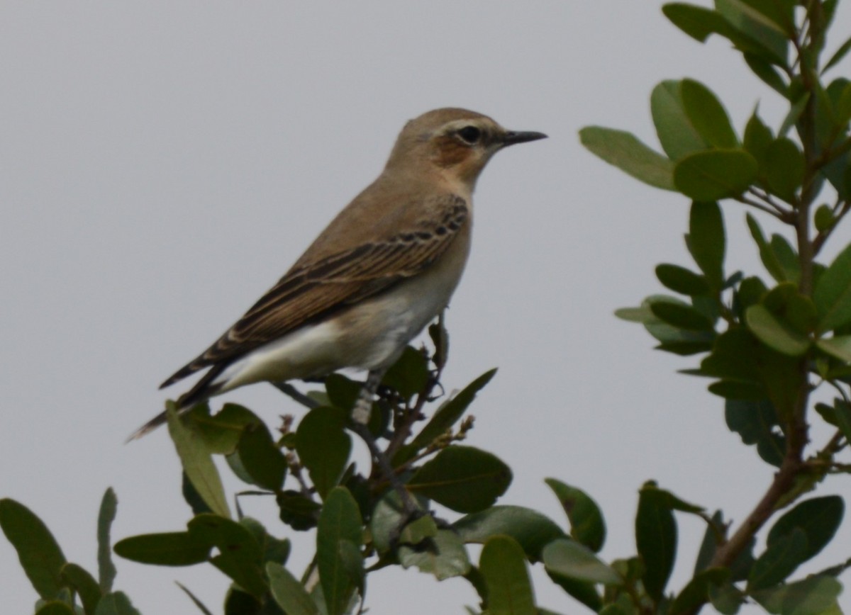 Northern Wheatear - ML641838616