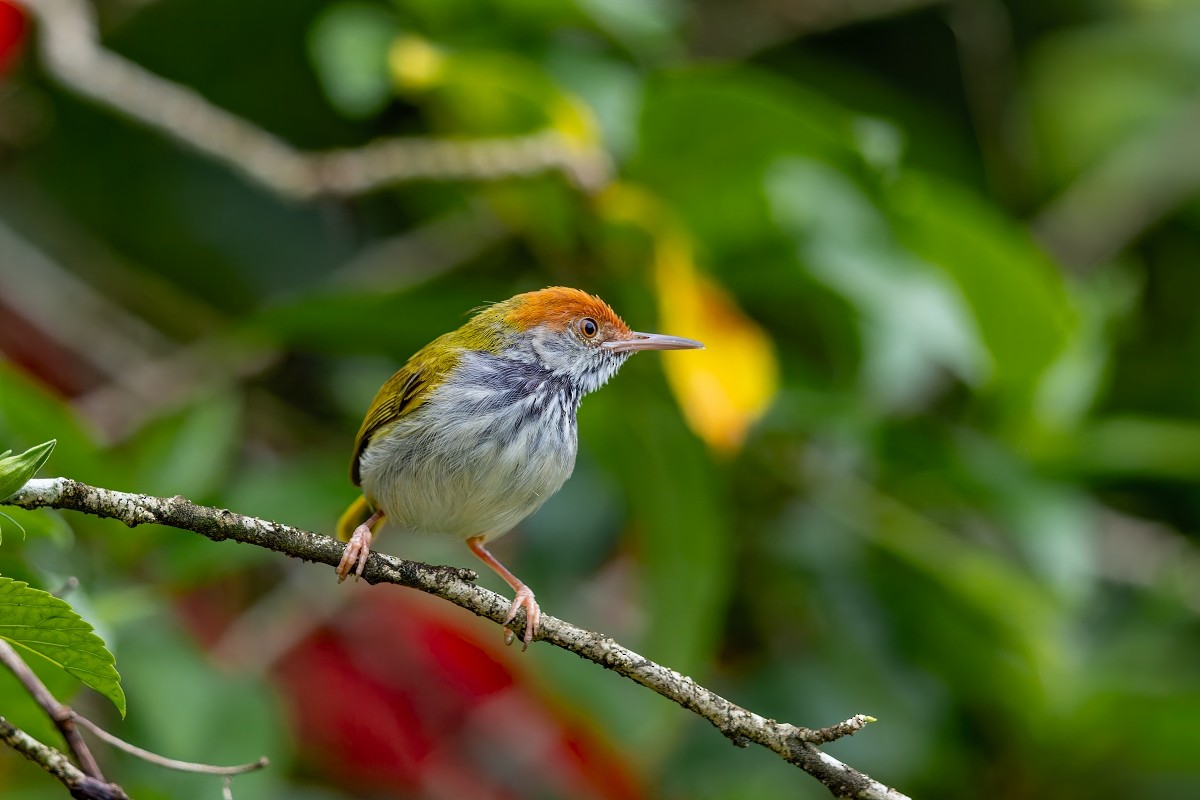Dark-necked Tailorbird - ML641838617
