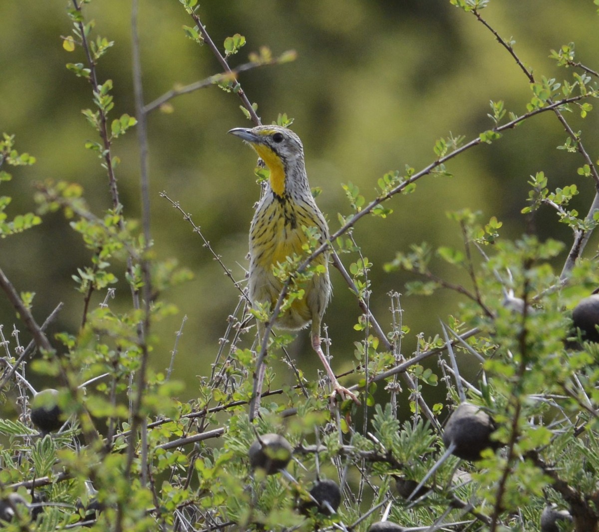 Pangani Longclaw - ML641838618