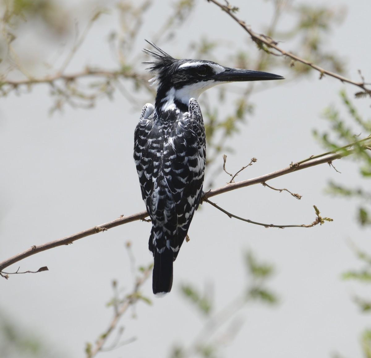 Pied Kingfisher - ML641838624