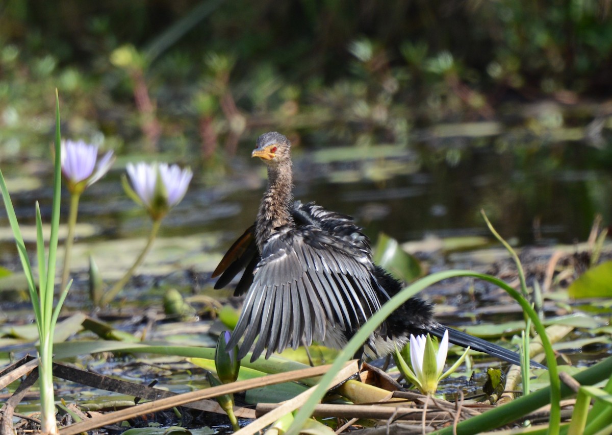Reed Cormorant - ML641838626