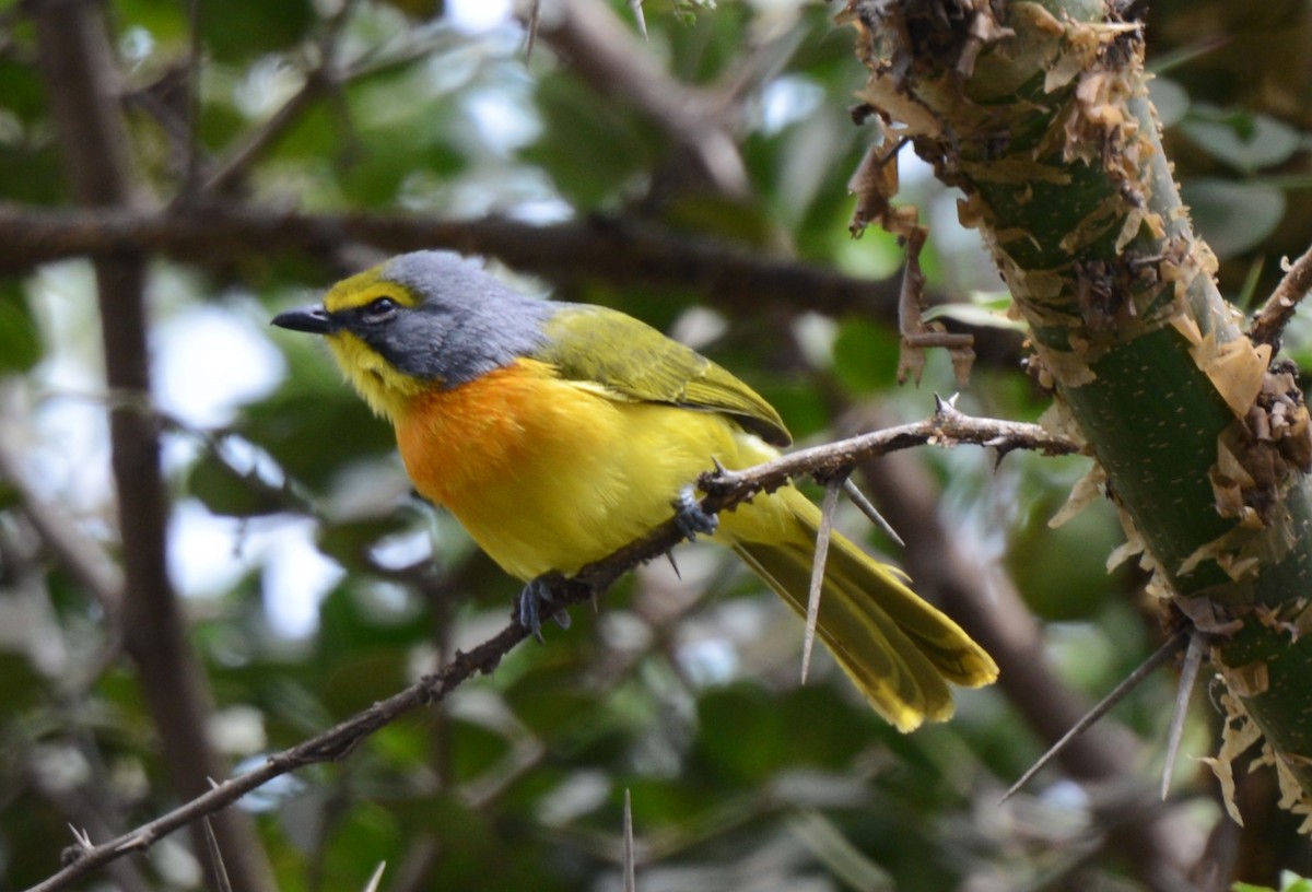 Sulphur-breasted Bushshrike - ML641838636