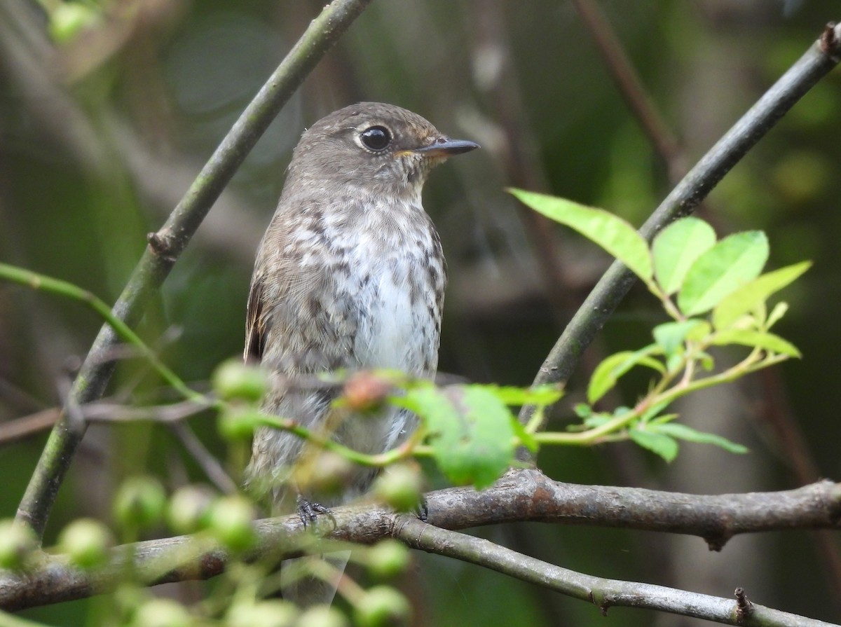 Dark-sided Flycatcher - ML641838637