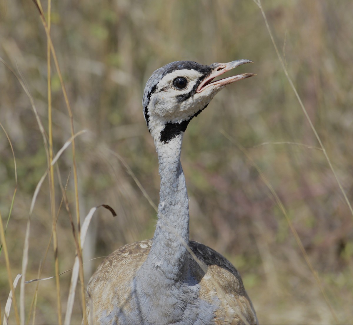 White-bellied Bustard - ML641838642