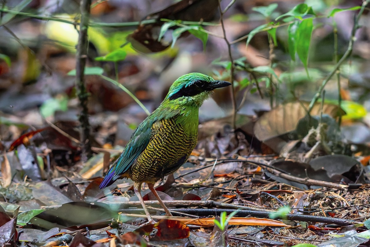 Bar-bellied Pitta - ML641838646