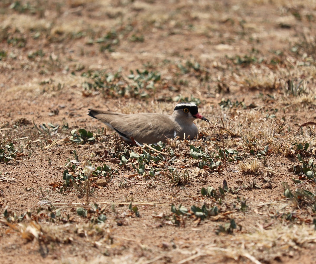 Crowned Lapwing - ML641838681