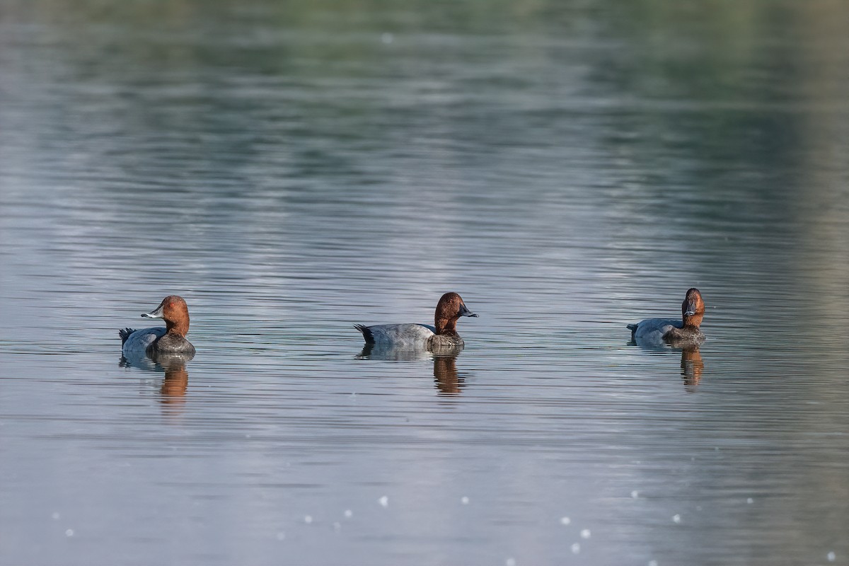 Common Pochard - ML641838683