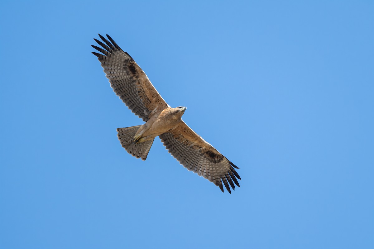 Bonelli's Eagle - ML641838692
