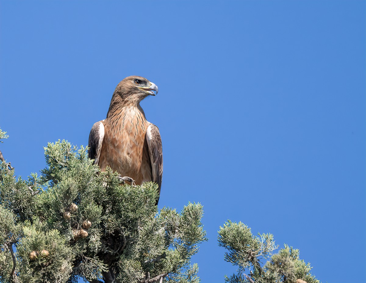 Bonelli's Eagle - ML641838693