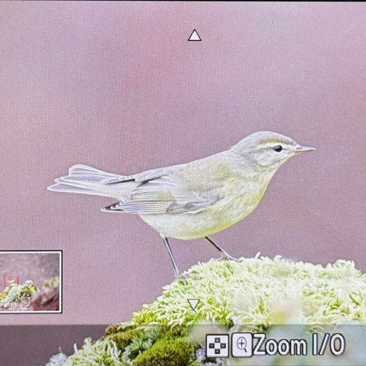 キタヤナギムシクイ - ML641838705