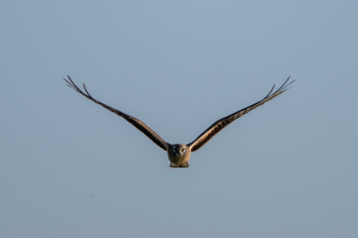 Montagu's Harrier - ML641838706