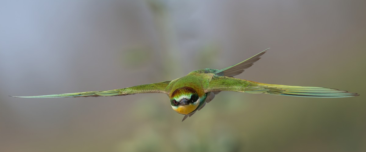 Шарга зөгийч - ML641838708