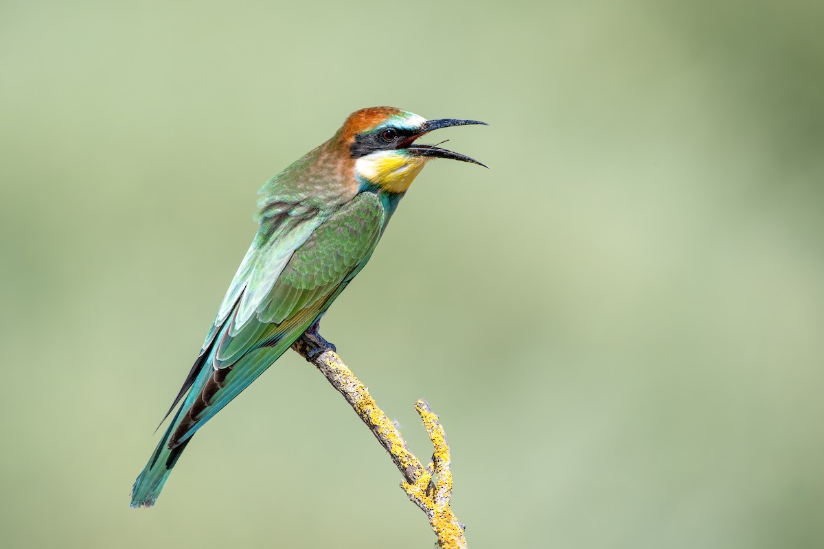 Шарга зөгийч - ML641838710