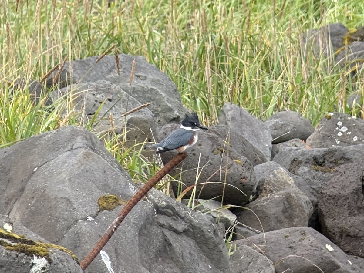 アメリカヤマセミ - ML641838718