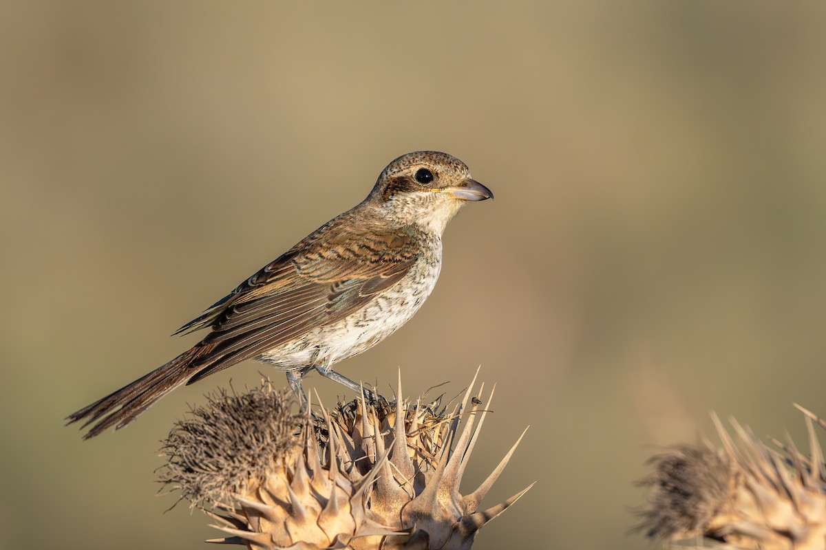 Улбар нуруут дунхай - ML641838729