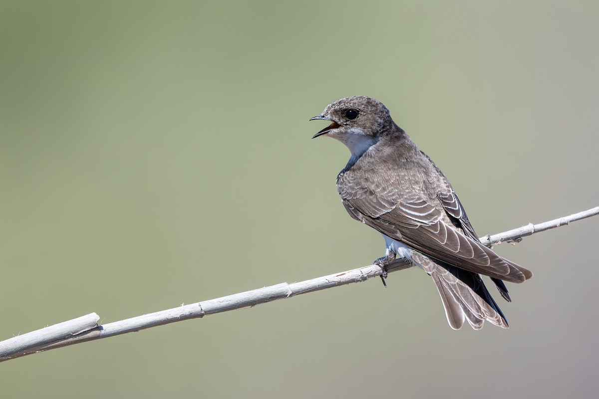 Эргийн хараацай - ML641838737