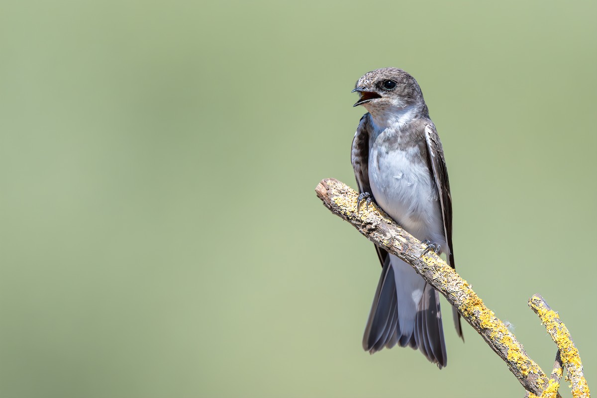 Эргийн хараацай - ML641838738