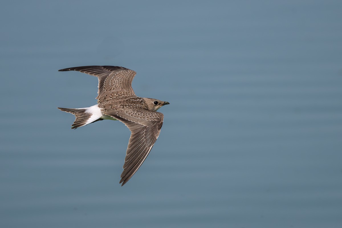 Өнгөт хөгт - ML641838752