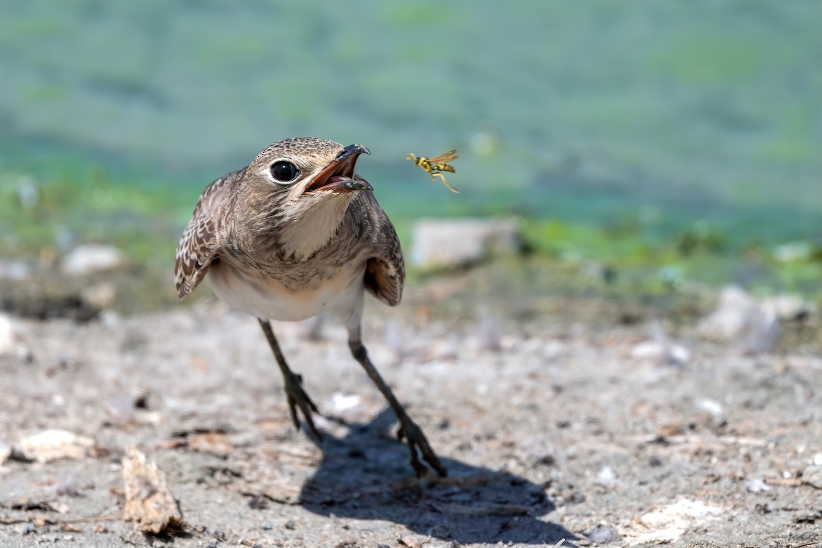 Өнгөт хөгт - ML641838753