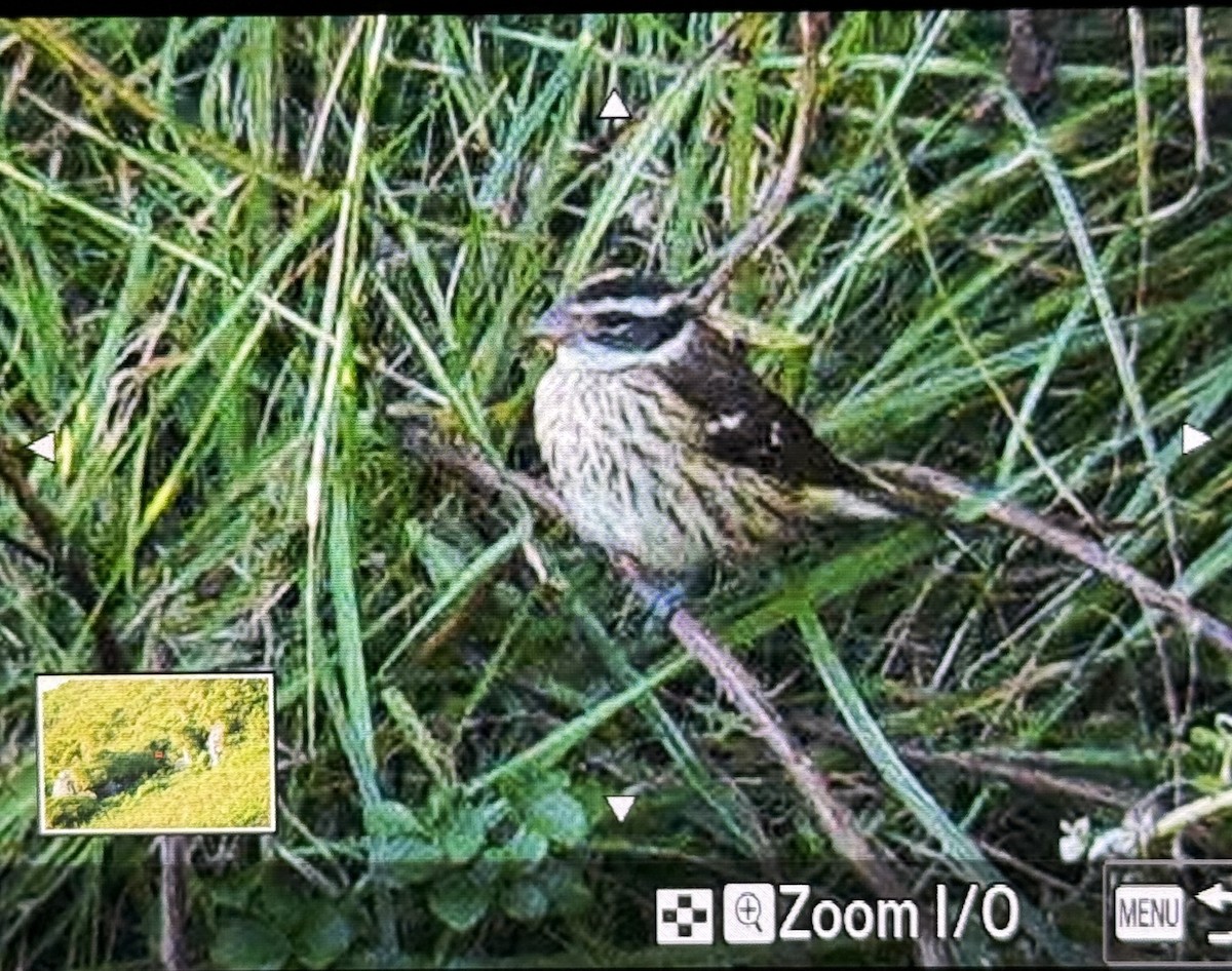 ムネアカイカル - ML641838781