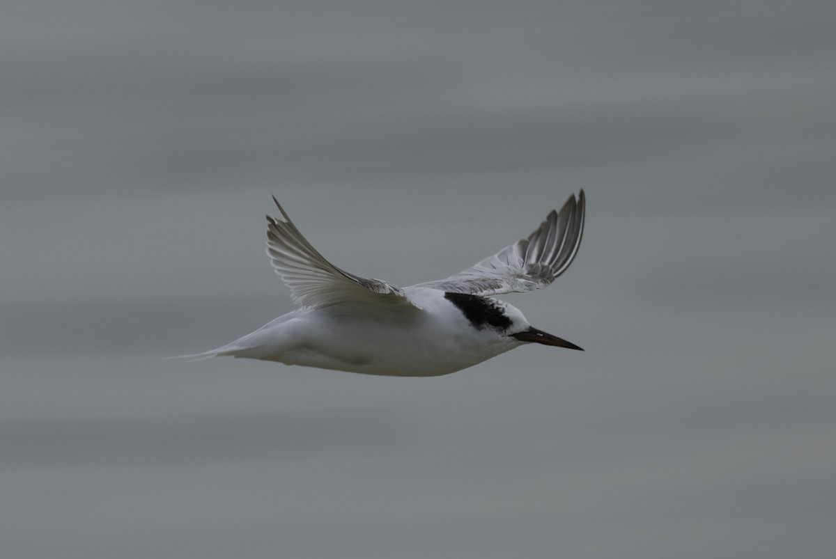 Australian Fairy Tern - ML641838794